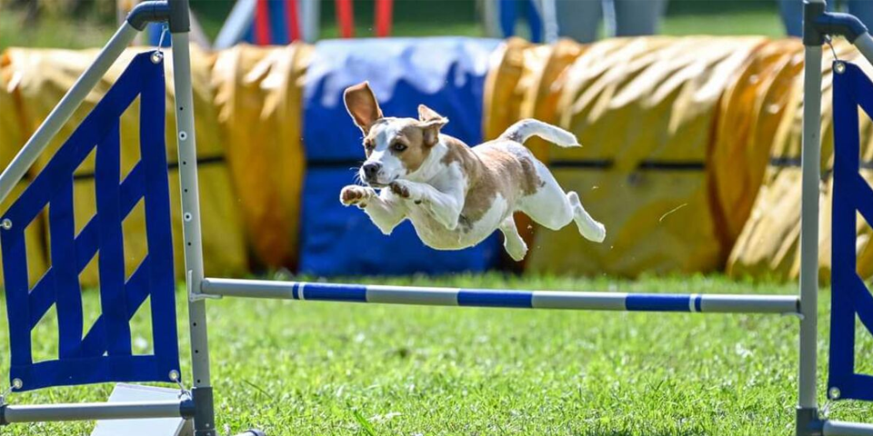 Agility tekma KD Ptuj